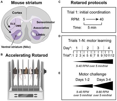 Altered motor learning and coordination in mouse models of autism spectrum disorder